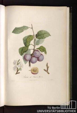 P. XLII. Prune de Saint-Martin.