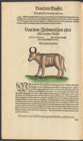 Von dem Indianischen oder Affricanischen Büffel. Bubalus Affricanus. Ein wälscher Büffel. Der rächte Büffel der alten