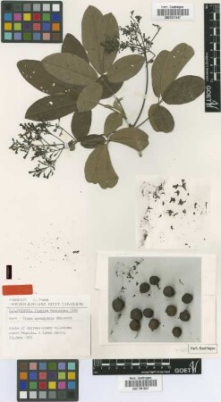 Vitex pyramidata B.L.Rob. [syntype]