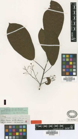 Micrandra siphonioides Benth. [type]