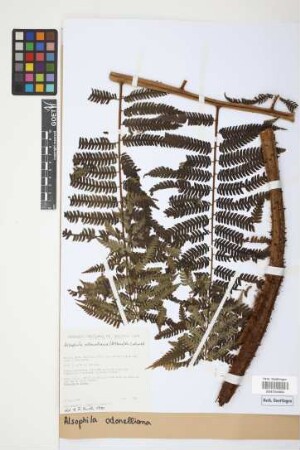 Alsophila odonelliana (Alston) Lehnert