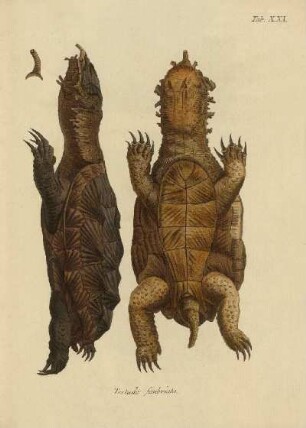 Tab XXI. Testudo simbriata