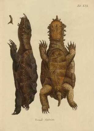Tab XXI. Testudo simbriata