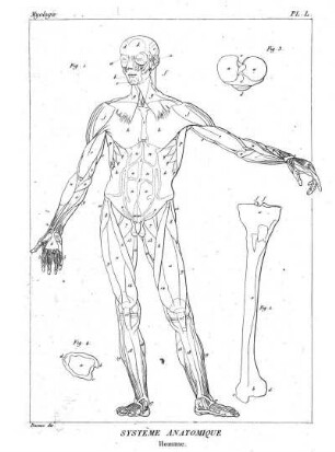 Pl. L. Systême Anatomique. Homme.