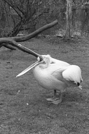 Pelikane im Karlsruher Stadtgarten
