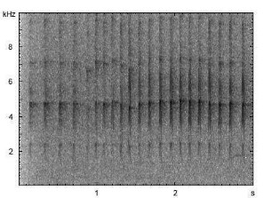 Kleinspecht | Dendrocopos minor - Ruf, Alarmruf