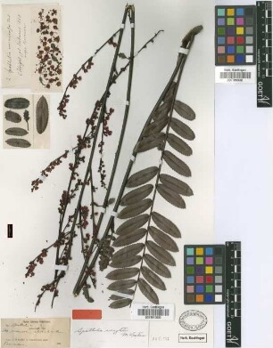 Spathelia wrightii Vict. [type]