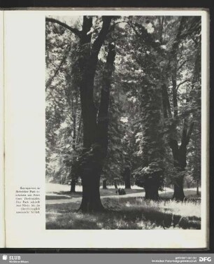 Der Biebricher Park