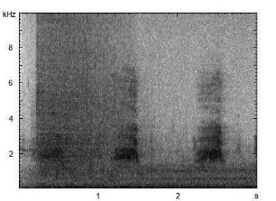 Stockente | Anas platyrhynchos - Flugruf, Ruf, Alarmruf