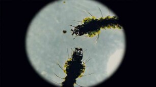 Das Fieber - Der Kampf gegen Malaria