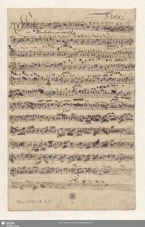 Viola. [transp.]