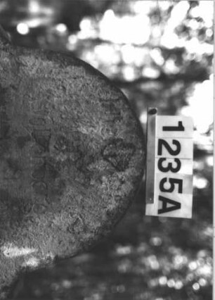 Grabstein 1235 (Index: 99900027) Material: Sandstein Zustand: fast völlig verwittert Maße HxBxT: 120x65x11 cm Beschreibung: Stele mit Konvexbogenabschluss, im Bogenfeld Levitenkanne Symbolik: Levitenkanne: Grabstein 1235A