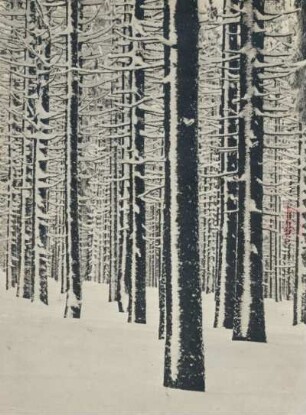 Tannenwald im Winter