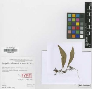 Pleopeltis intermedia M.Kessler & A.R.Sm. [paratype]