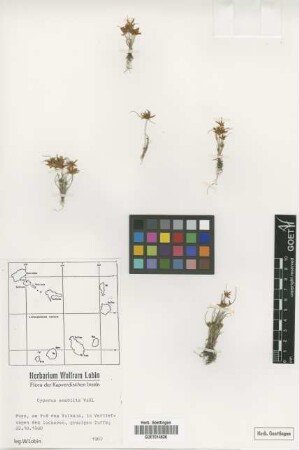 Cyperus amabilis Vahl