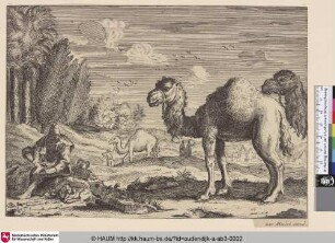 [Landschaft mit Kamelen und Dromedaren]