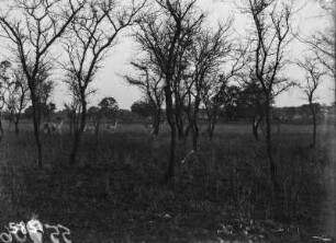 Kuduherde : Eine Herde Kudus im Nationalpark.