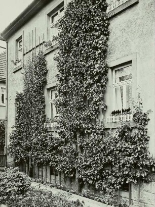 Birnenspalier : Nutzung einer Hauswand für ein Birnenspalier