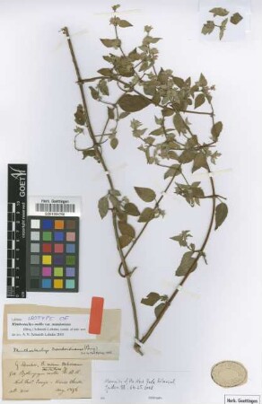 Bystropogon mollis Kunth