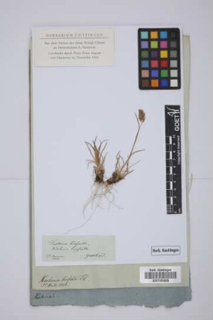 Festuca hirsuta