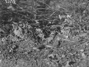 Blindschleiche : Blindschleiche (Angius fragilis Linnaeus).
