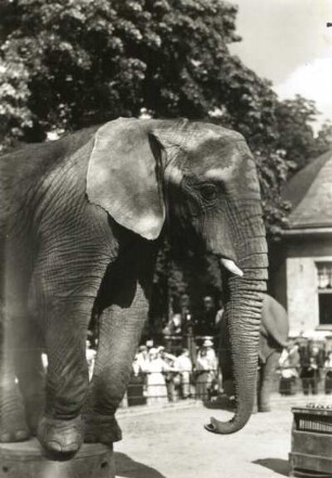 Dresden. Zoologischer Garten. Afrikanischer Elefant (Loxodonta africana) bei Dressurvorführungen