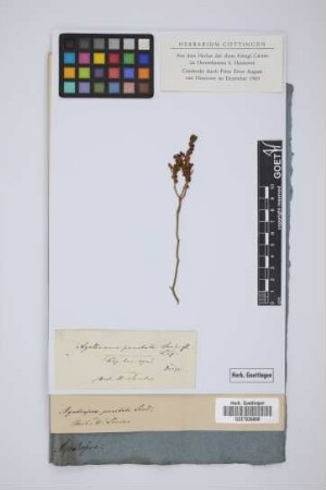 Agathosma punctata Sond.