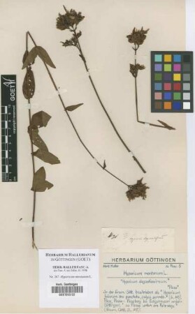 Hypericum montanum L.