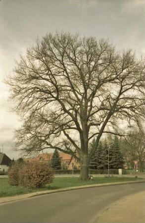 Hoisbüttel: Hamburger Straße: Friedenseiche: an Fuß Gedenkstein mit Inschriftentafel für Krieg 1870-71: vorne Wulfsdorfer Weg