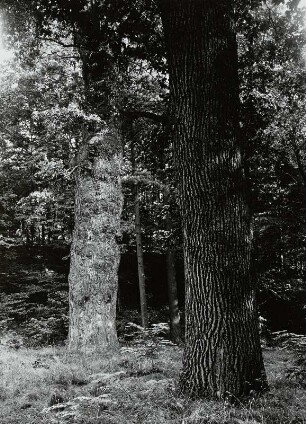 Graupzig, Rittergut, Teichpark, Weg mit mächtigen Eichen