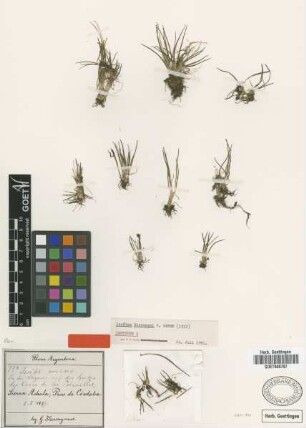 Isoetes hieronymi U.Weber [isotype]