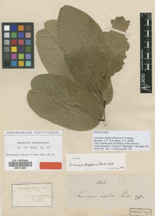 Inocarpus edulis J.R.Forst. & G.Forst. [type]