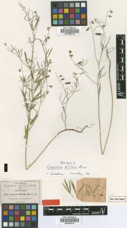 Crotalaria filifolia Rose [isotype]