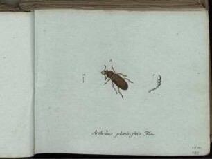 Anthribus planirostris Fabr - Curculio Erysimi Fabr.
