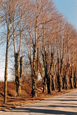 Allee: vierreihige Lindenallee: linke Seite: 13. März 2003