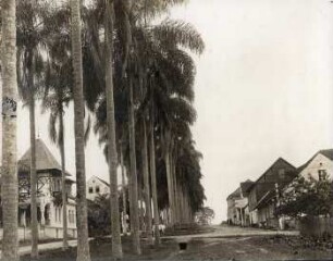 Blumenau, Brasilien, Palmen-Allee