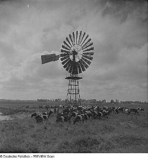 Rambin. Kühe im Verlandungsgebiet mit Pumpstation (Windturbine)