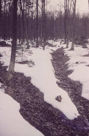 Mittenwald/Karwendel. Wald im Winter