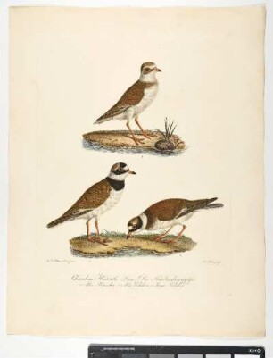 Charadrius Hiaticula. Linn. Der Halsbandregenpfeifer. Altes Männchen. 2. Altes Weibchen. 3. Junges Weibchen. - Sandregenpfeifer. Charadrius hiaticula; mas ad. fem ad. fem juv. - Zeichner: Johann Mathias Hergenröder; Stecher: Johann Carl Bock