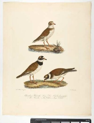 Charadrius Hiaticula. Linn. Der Halsbandregenpfeifer. Altes Männchen. 2. Altes Weibchen. 3. Junges Weibchen. - Sandregenpfeifer. Charadrius hiaticula; mas ad. fem ad. fem juv. - Zeichner: Johann Mathias Hergenröder; Stecher: Johann Carl Bock