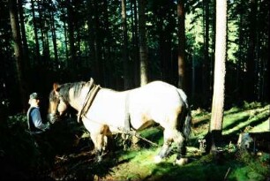 Forstarbeiter mit Kaltblutpferd im Wald
