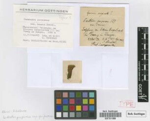 Ceratodon purpureus (Hedw.) Brid. subsp. purpureus (Hedw.) Brid.