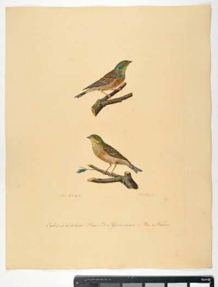 Emberiza hortulana. Linn. Der Gartenammer. 1. Mas. 2. Femina. - Ortolan. Emberiza hortulana; mas. fem. - Zeichner: Ambrosius Gabler; Stecher: Johann Carl Bock