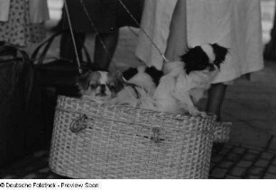 Hunde in einem Korb