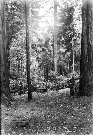 Küstenmammutbäume am Mount Tamalpais : Wald mit Küstenmammutbäumen (Coast Redwood) am Mount Tamalpais