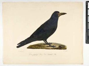 Corvus frugileus. Linn: Die Saatkrähe. Mas. - Saatkrähe. Corvus frufilegus; mas. - Zeichner: Ambrosius Gabler; Stecher: Johann Carl Bock