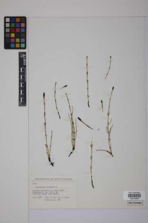 Equisetum palustre L.