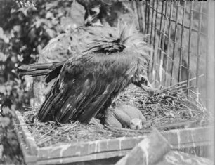 Mönchsgeier : Dresden. Zoologischer Garten. Mönchsgeier (Aegypius monachus Linnaeus), auch Kuttengeier genannt.
