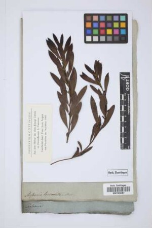 Persoonia lanceolata Andr.