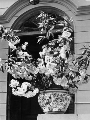 Baron-Voght-Strasse 1949 : Hamburg. Othmarschen. Ein bepflanzter Blumentopf vor einem Hauseingang in der Baron-Voght-Straße.